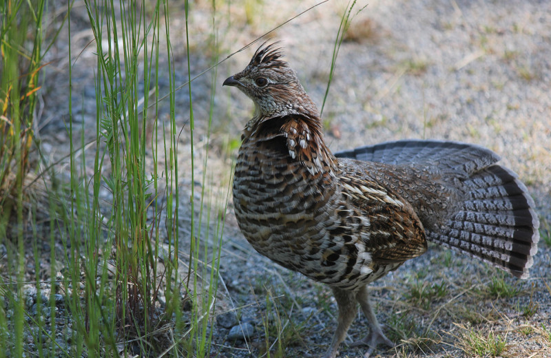 Wildlife at Pakwash Lake Camp.