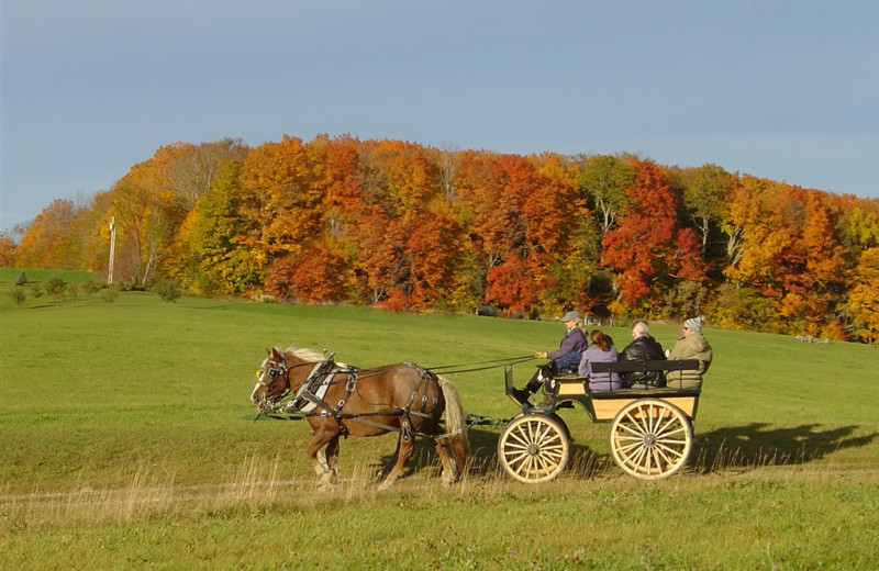 Carriage rides at The Wildflower Inn.