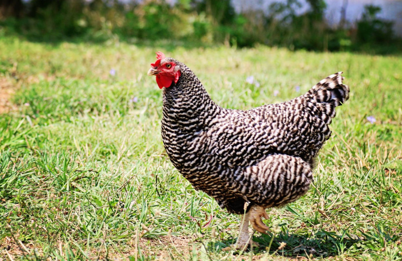 Chicken at Southern Grace Bed & Breakfast.