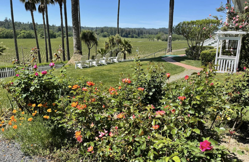 Vineyard view at Raford House.