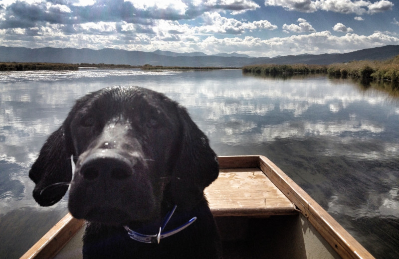 Hunting dog at Fishing at Teton Valley Lodge.