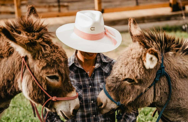 Donkeys at C Lazy U Ranch.