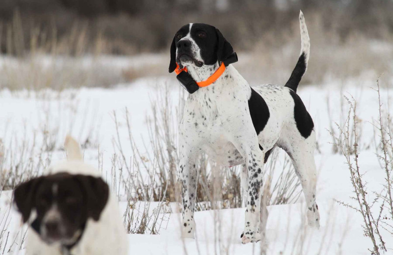 Hunting dog at Branded Rock Canyon.