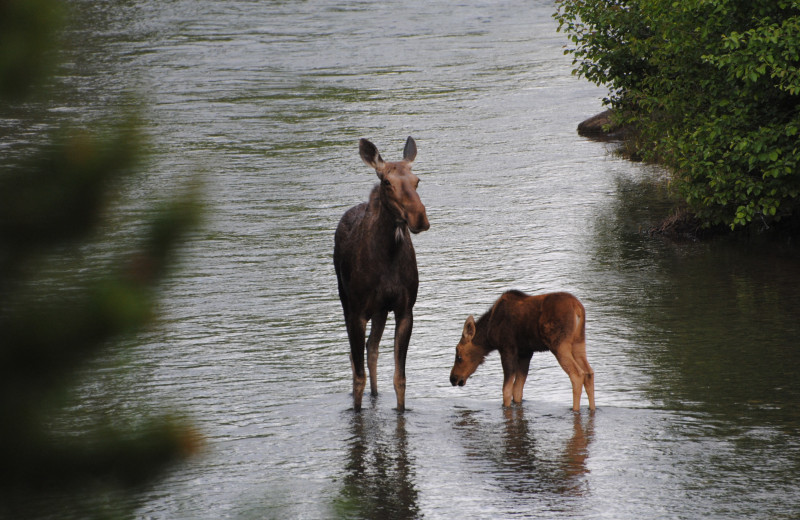 Cow moose and her calf behind the lodge