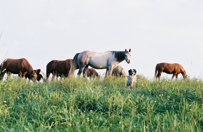 Horses at Guggisberg Swiss Inn/Amish Country Riding Stables.