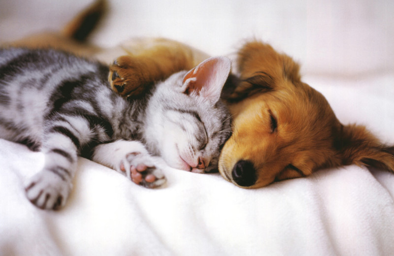 Pets welcome at Tanglewood Resort and Conference Center.