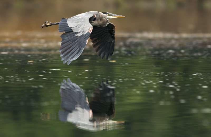 Heron at Grizzly Bear Lodge & Safari.