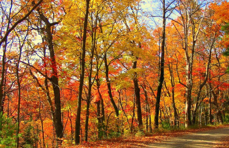 Fall colors at Georgia Mountain Cabin Rentals.