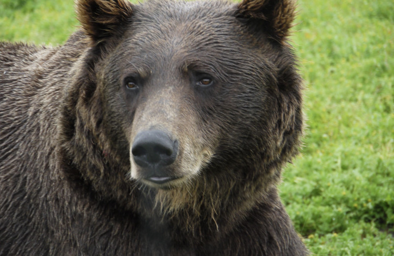 Bear at Gwin's Lodge & Kenai Peninsula Charter Booking Service.