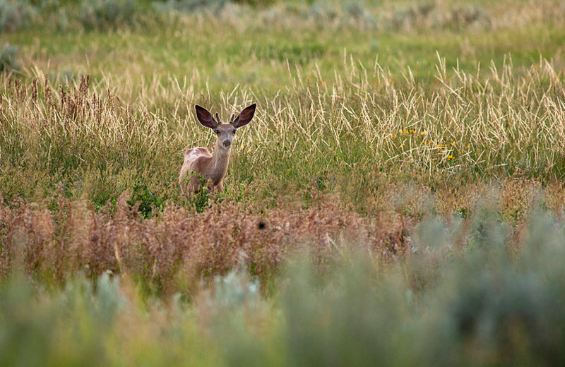 Deer at Eagle Ridge Lodge.