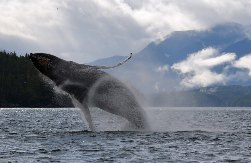 Whale watching at Grizzly Bear Lodge & Safari.