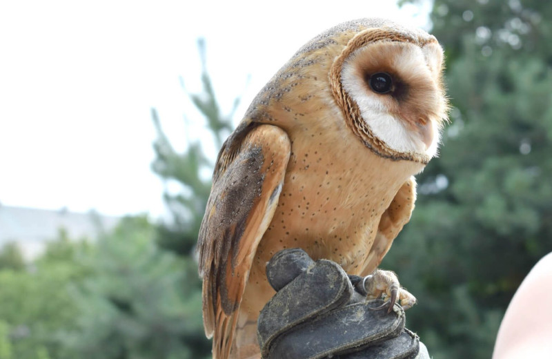 Owl at Cave Springs Resort.