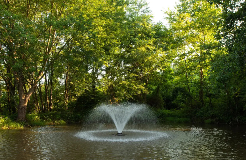 Pond at Orchard House Bed & Breakfast.