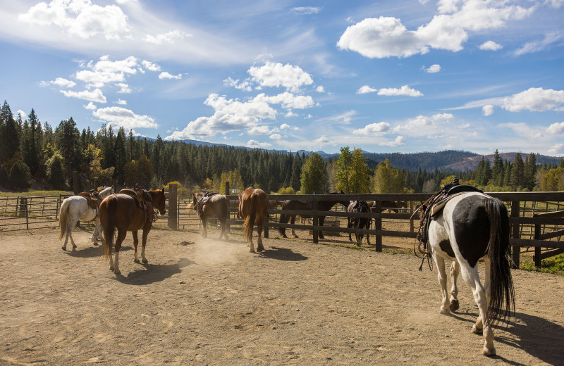 Horses at Greenhorn Creek Guest Ranch.