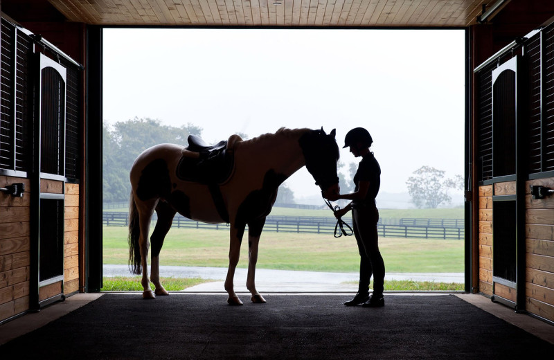 Horses at Salamander Resort & Spa.