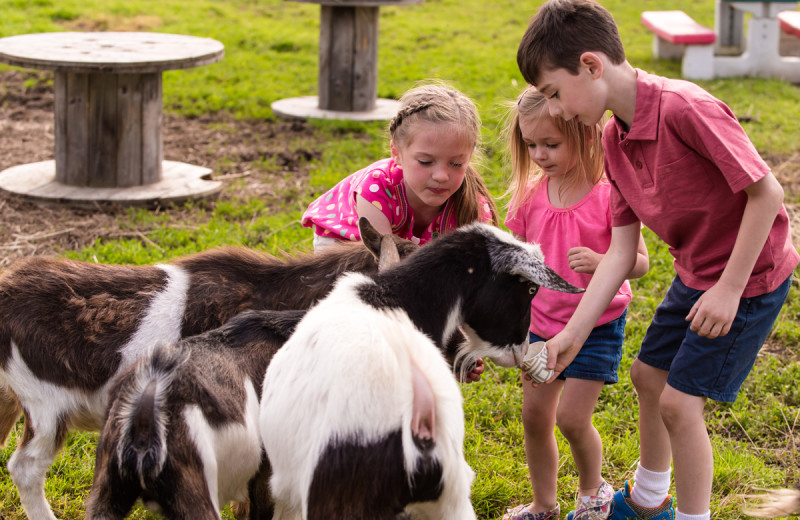 Goats at Deerhurst Resort.