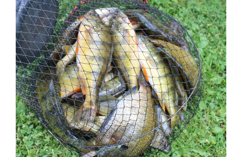Fishing at Rising Eagle Resort.