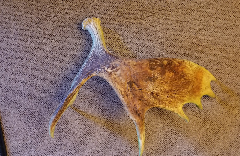 Moose antler at Pine Beach Resort-Side Lake.