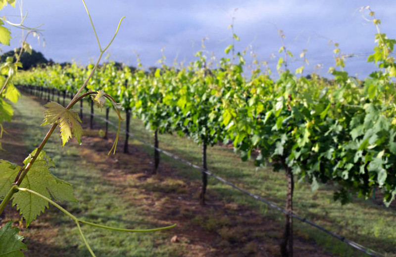 Vineyard near Painted Sky Inn.