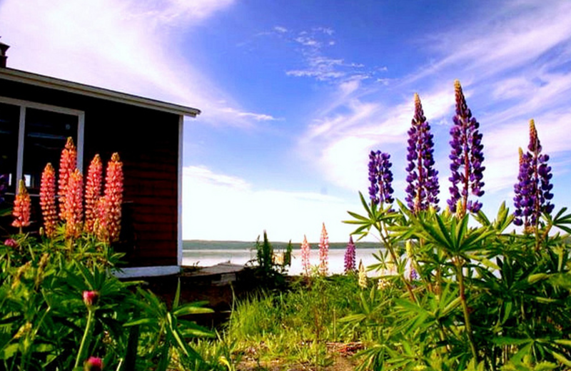 Cottages at Ocean Delight Cottages.