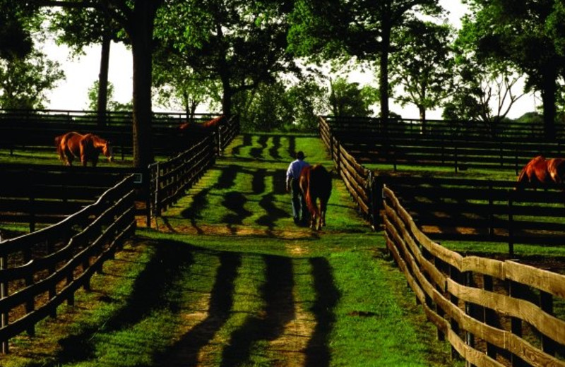 Horse Stables at Inn at Dos Brisas