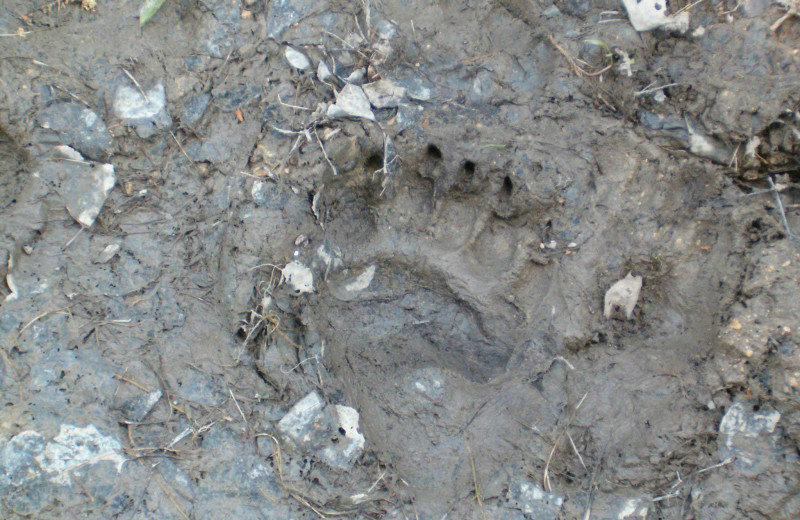 Bear track at Dahl Creek Outfitters.