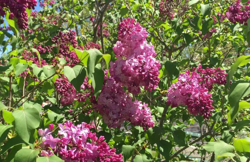 Garden at Mount Battie Motel.