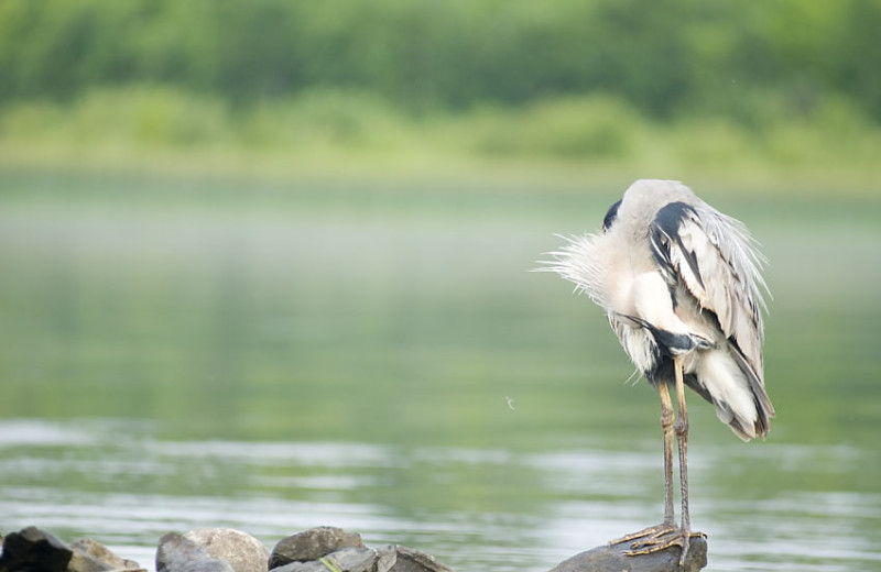 Blue Heron at Brennan Harbour Resort