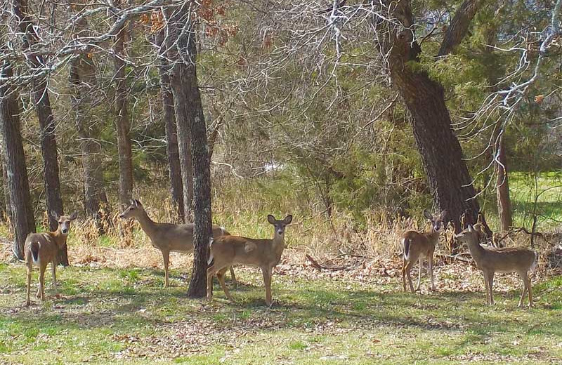 Deer at Golden Arrow Resort.