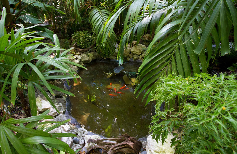 Koi Pond at The Gardens Hotel