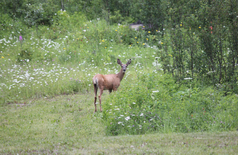 Deer at Tyee Lake Lodge.