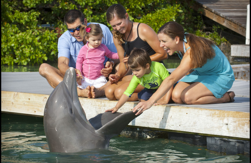 Dolphin encounters at Hawks Cay Resort.