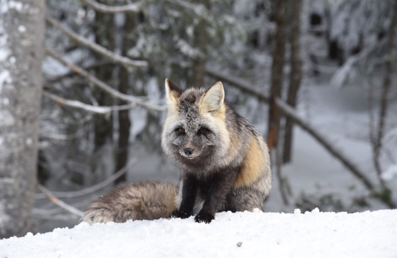 Fox at Stone Creek Lodge at Mt. Rainier.