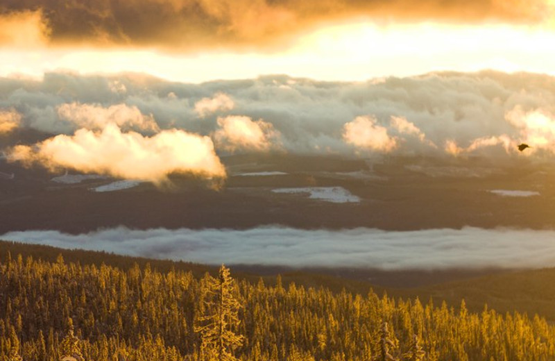 Trees at Big White.