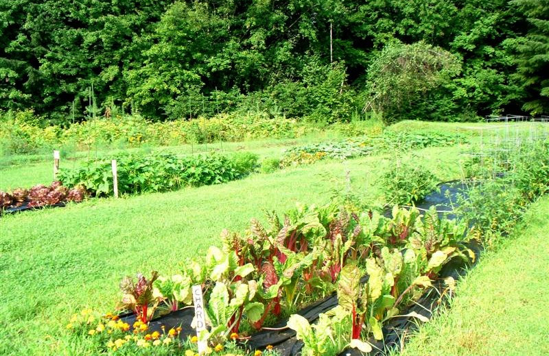 Garden at Abbotts Glen.