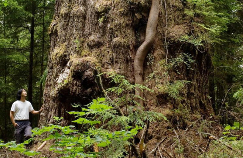 Person next to giant tree at Honeymoon Bay Lodge & Retreat.