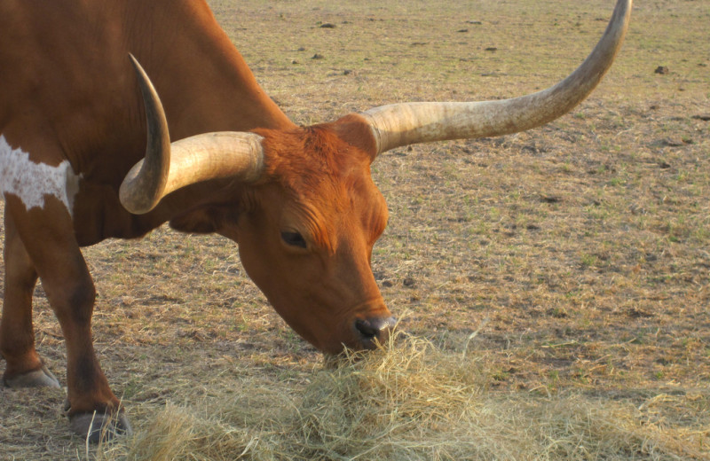 Bull at Rancho Cortez.