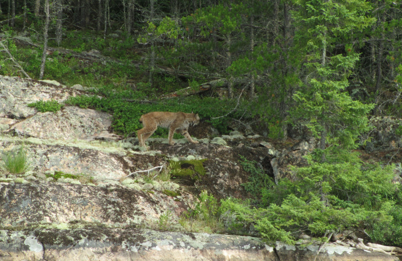 Bobcat at Dogtooth Lake Resort.