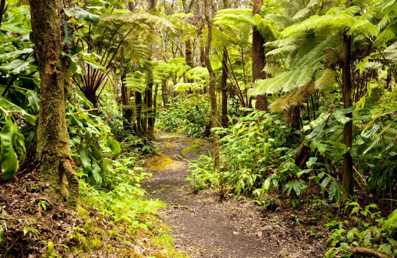 Path at Hale 'Ohu Bed & Breakfast.