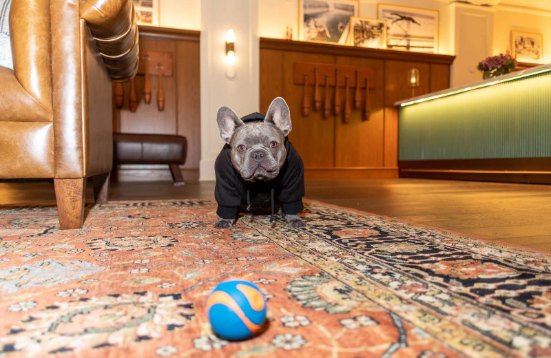 Pets welcome at Harbor Court Hotel.