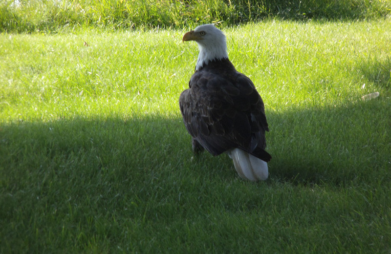 Eagle at Wind Drift Resort.