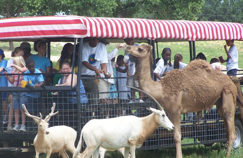 Safari at The Exotic Resort Zoo.