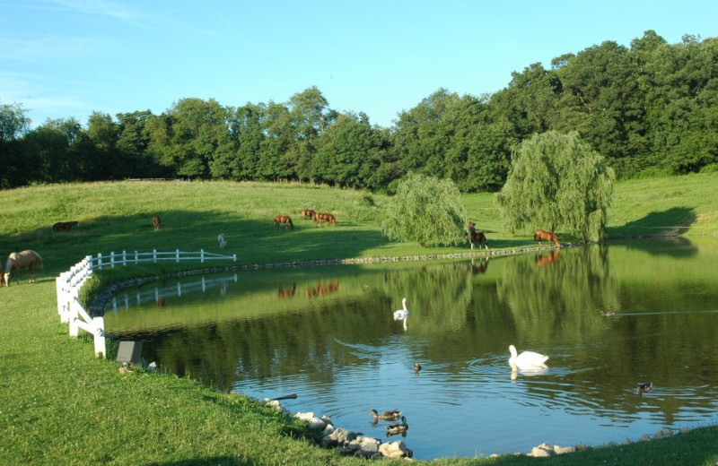 Pond at Guggisberg Swiss Inn/Amish Country Riding Stables.