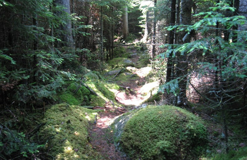 Forest at Grant's Camps.