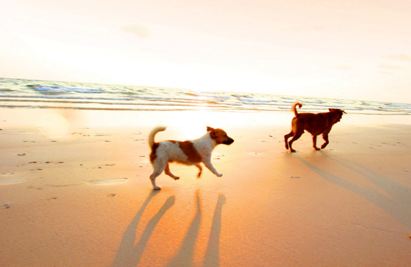 Pets welcome at Best Western-Oceanview Resort.