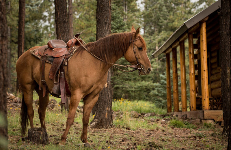 Horse at Hidden Meadow Ranch.