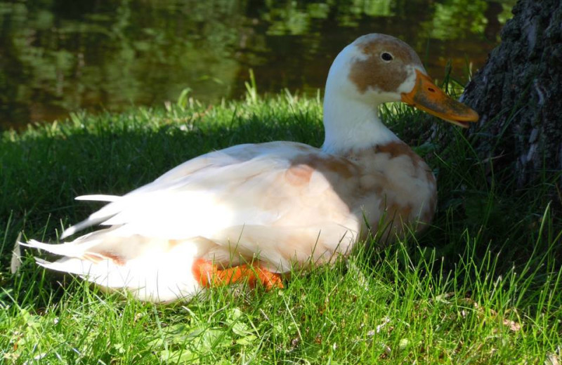 Wildlife at Baumann's Brookside Summer Resort.