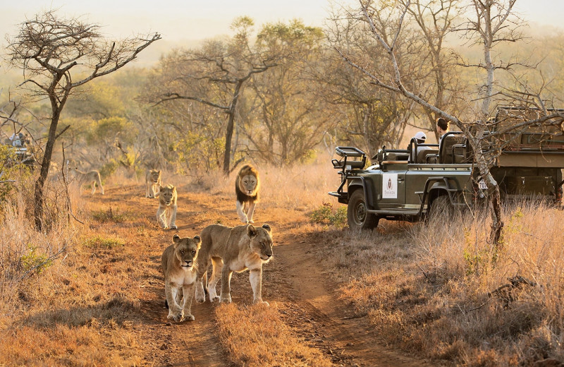 Safari at Thanda Private Game Reserve.