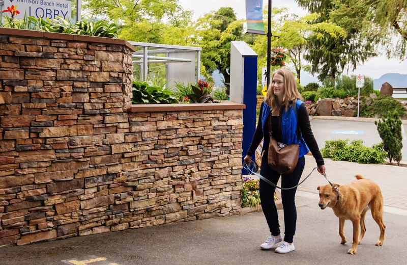 Pets welcome at Harrison Beach Hotel.