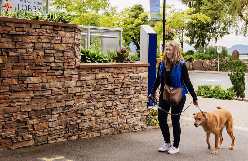 Pets welcome at Harrison Beach Hotel.